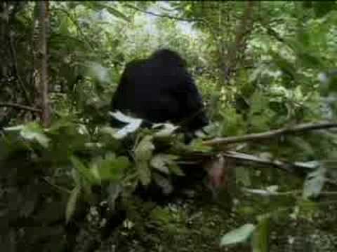 Chimpanzee Diary - Deposed Leader