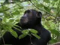 Deposed chimpanzee leader becomes target for other monkeys  - BBC wildlife