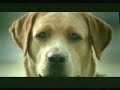 A dog trying to survive in this world.... A dog trying to survive in this world....