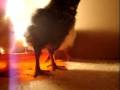 videos de babychick