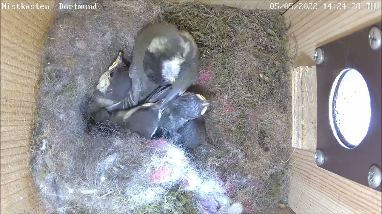 Alle 6 Küken sind doch noch da! Tag 17 | 05.05.2022