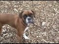 Clip about dog boarding at our facility