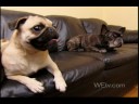 Puppy Weddings on WEtv.com! Puppy Weddings on WEtv.com!