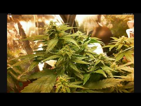 how to grow kweek grass