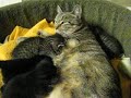 KITTENS! 032