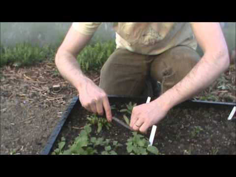 how to replant beetroot thinnings