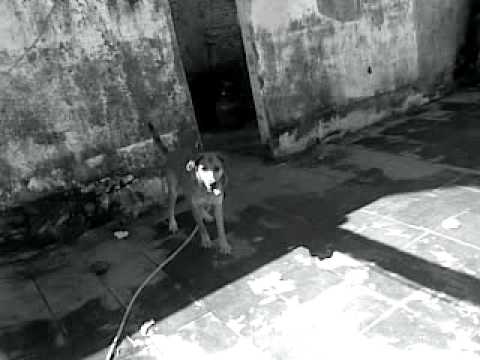 Video de Screaming Skull de Sonic Youth