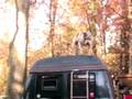 PATRON 102LB PITBULL CLAIMIN A LADDER