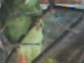 loro risue�o