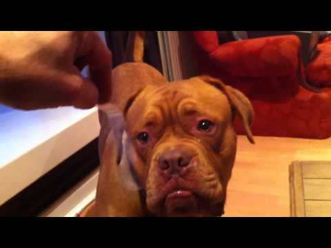 Dogue de Bordeaux