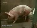 A Miracle of Islam: methan and swines!