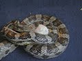 tyson, corn snake eating tyson, corn snake eating