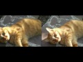  (HQ) Gato 3D - 3D Cat - Youtube 3D test