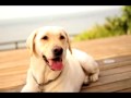 Bosco waits for sunset