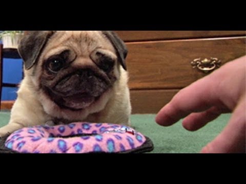 how to care pug puppy