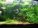 Meu aquário de 350L semi-plantado!!! 
