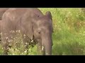 Elephants on Parade
