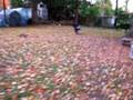 chicken man hunt part 1