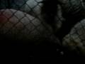 videos de holanda 9