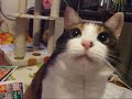 カサカサが好きな猫 - Cat likes sounds of a paper.