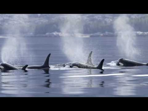 This particular slideshow introduces the importance of Caamano Sound to the Northern Resident Killer