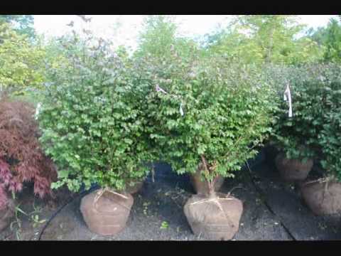 how to transplant ponderosa pines