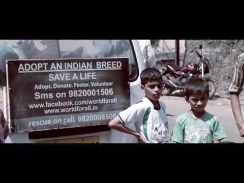 how to care stray animals