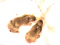 Siamese Sable Baby Hybrid Angora Bunnies