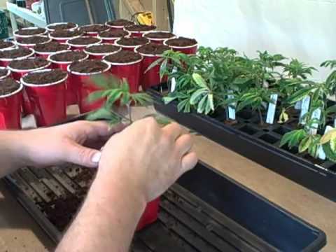 how to transplant clones into soil