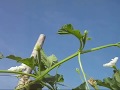 videos de Bottlegourd Farm Tour : Dhaanya Seeds