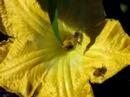 Bees looking for Pollen
