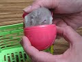 Popcorn in Easter Basket 2