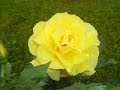 Mon amie la rose par Sara Shams