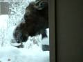 6 feet from live wild Alaska moose.