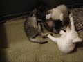 les premiers jeux chatons.wmv