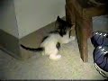 OUR CUTE KITTIY CAT BABY FAITH VIDEO PT#1 2001