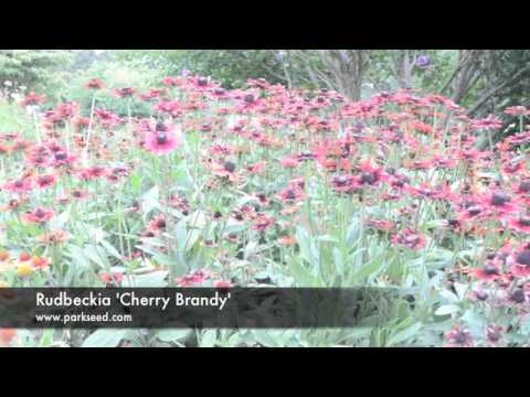 how to transplant rudbeckia