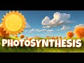 chloroplasts and chlorophyll