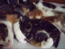 Charlie + kittens: bedje inpikken