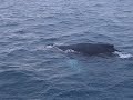 Whale Watching Husavik - Iceland Whale Watching Husavik - Iceland