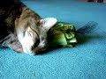 Cat Weebles Romance with Celery