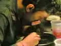 Srikanth hogging burrito Srikanth hogging burrito