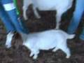 UT/TSU Extension 4-H Goat Day 2007