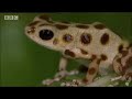 BBC: Poison Dart Frogs - Wild Caribbean