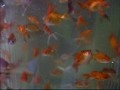 IMAGENS DE VIDEO GENTILMENTE PERMITIDAS PELOS PROPRIETARIOS DO PET SHOP DA NOVA BRASILIA 87 - JD IMPERADOR, PARA QUE O TITULO PEIXE ORNAMENTAL SEJA EXIBIDO NO YOU TUBE....DESDE JÁ MEUS AGRADECIMENTO AOS PROPRIETARIOS......CTS....ST.ALEXANDRIN. ..SP..BR 
