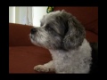 Click here to watch this video Moppy, Shih Tzu cross dog available for adoption