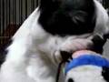 ボストンテリア☆ちゅぱちゅぱ。