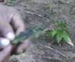 Shaman and amazonian medicinal plants (I)
