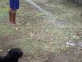 my black puppy going crazy over the water.