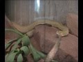 Crotalus basiliscus (Basilisken-Klapperschlange)